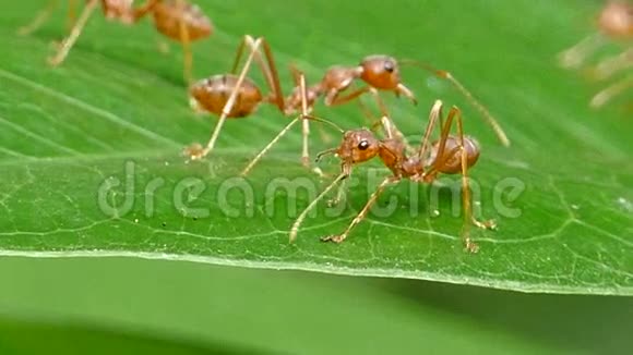 热带雨林中的红蚂蚁视频的预览图