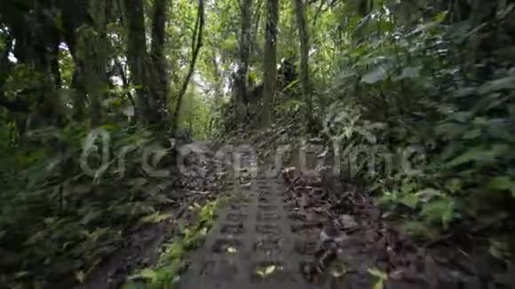 丛林小径视频的预览图