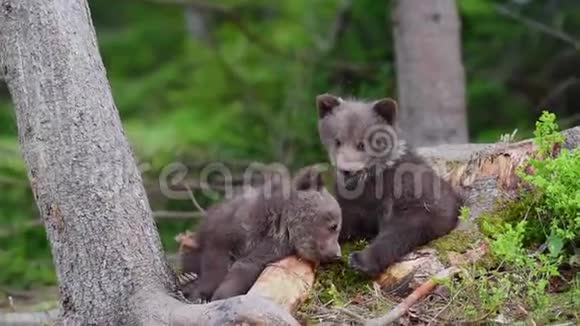 棕色熊幼崽在森林里视频的预览图