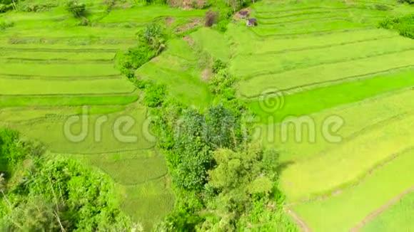 菲律宾吕宋克迪勒拉山脉的水稻梯田视频的预览图