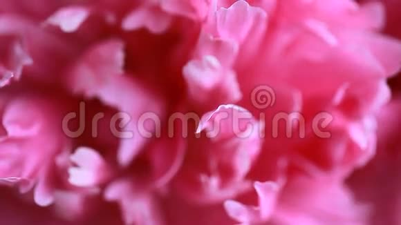 视频白色和粉红色牡丹花瓣花蕾视频的预览图