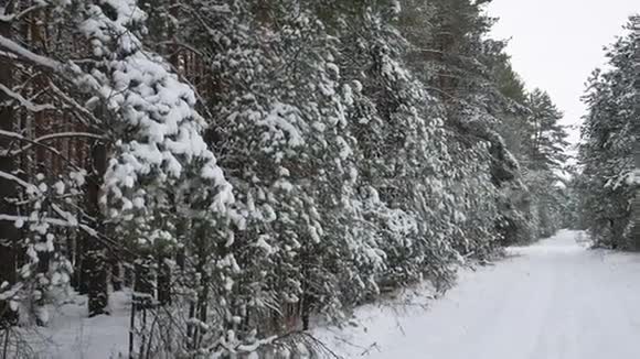 雪松冬仙林自然景观圣诞树树枝视频的预览图