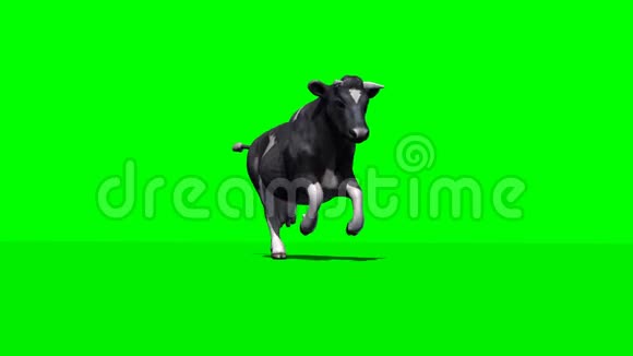 奶牛奔跑绿色屏幕视频的预览图