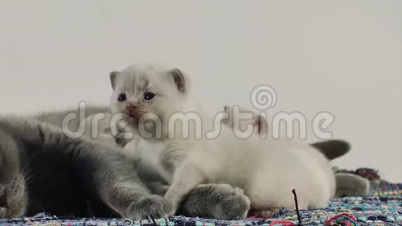 英国顺毛妈妈喂养她新生的小猫视频的预览图
