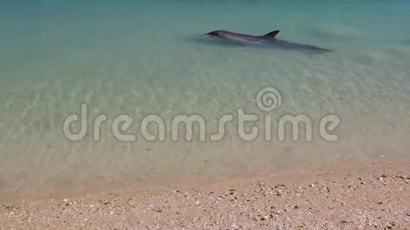 海豚和海滩射击视频的预览图