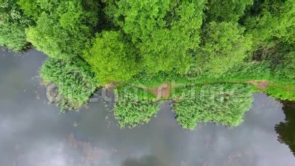 夏日风景波兰河岸的绿树视频的预览图