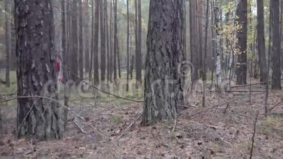 带着篮子的人在针叶林里散步寻找蘑菇视频的预览图