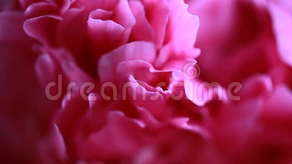 视频粉红色牡丹花瓣的花蕾视频的预览图