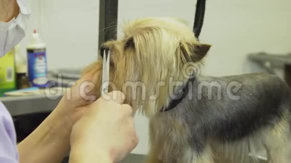 宠物美容沙龙里的狗视频的预览图