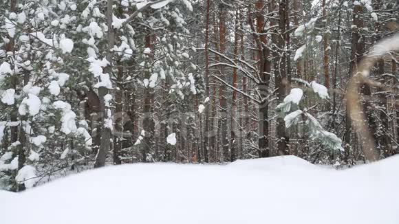 圣诞树自然枝条雪松冬仙林景观视频的预览图