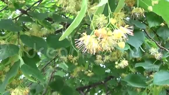 树的叶子和花朵随着风吹得紧紧的蒂莉亚视频的预览图