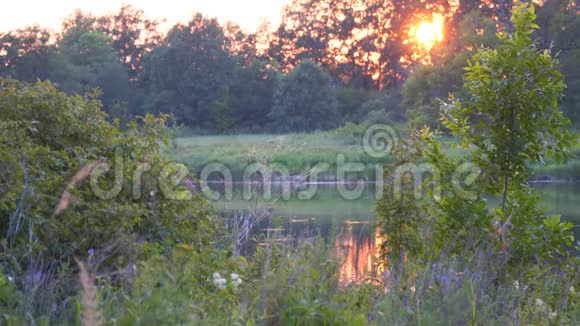 小湖上美丽的夏日夕阳视频的预览图