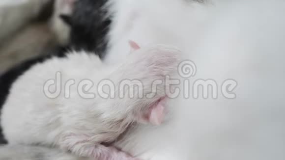 猫在家喂可爱的小猫新生的小猫可爱的小猫睡在一个孤立的白色视频的预览图