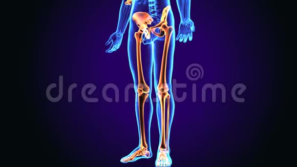 人体小腿骨解剖三维图视频的预览图