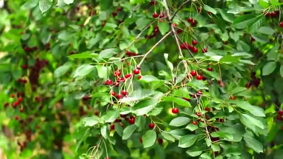 夏天树枝上成熟的红樱桃视频的预览图