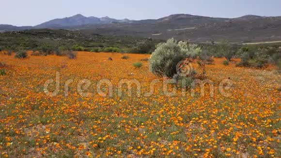 野花景观南非视频的预览图