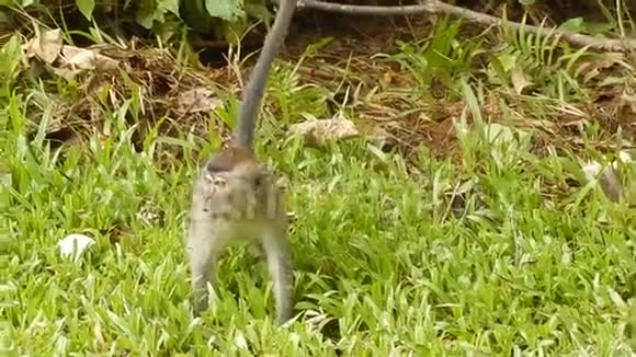 马来西亚婆罗洲巴科国家公园长尾猕猴视频的预览图