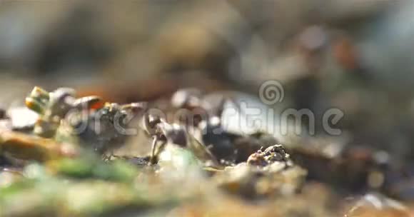 蚁群在地上行进视频的预览图