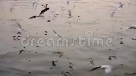 日落时在海上钓鱼船鸟海鸥在海上飞翔视频的预览图
