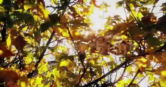 林中树木的轮廓和色彩斑斓的黄红色秋叶在日光下的天空中太阳耀光在森林中飞舞视频的预览图