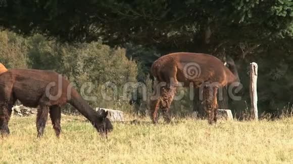 羊驼西海岸新西兰视频的预览图