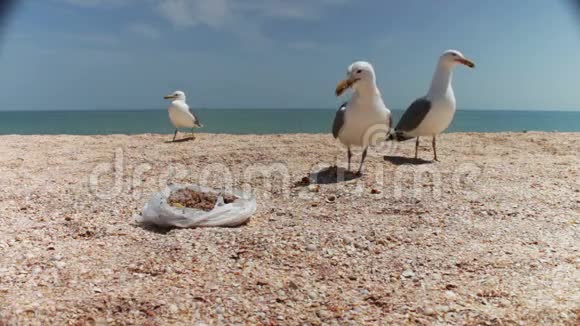 海滩上的海鸥成群结队地寻找食物视频的预览图