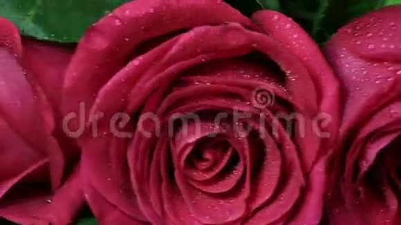 美丽的红玫瑰花束被旋转视频的预览图