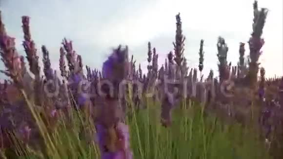 带着薰衣草植物漫步在田野视频的预览图