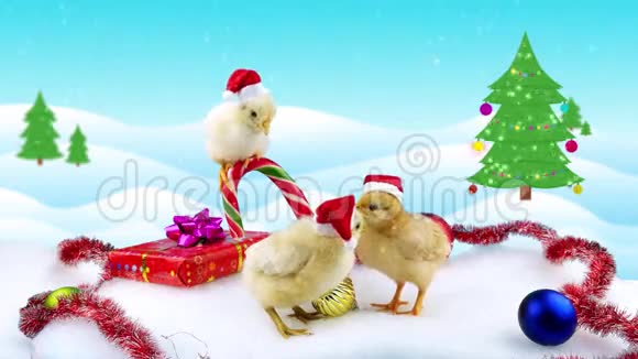 庆祝中国鸡年2017三个新生可爱公鸡视频的预览图