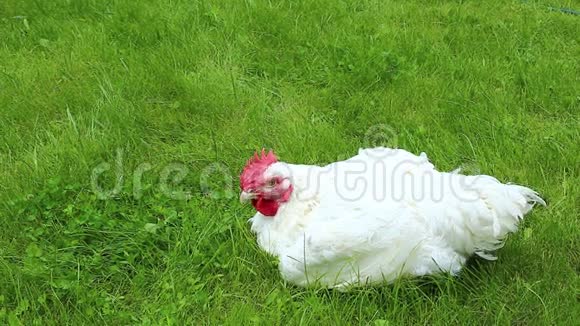 视频肉鸡走在草坪上视频的预览图