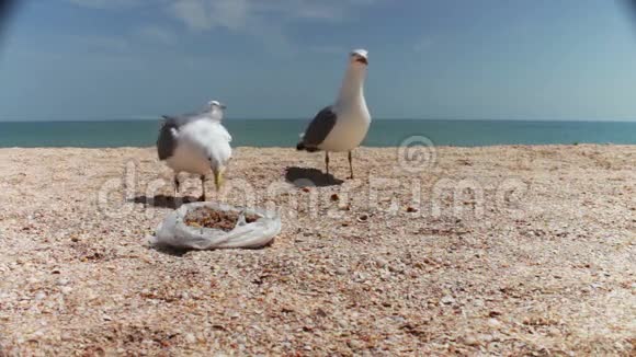 海滩上的海鸥成群结队地寻找食物视频的预览图
