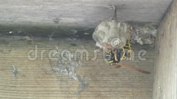 黄夹克黄蜂倾向于巢中产卵视频的预览图