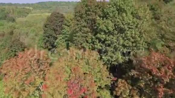 秋天在绿林之上飞翔视频的预览图
