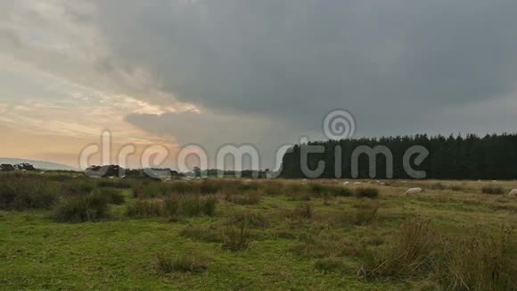 威尔士风景中日落时的绵羊视频的预览图