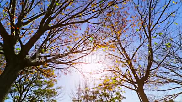 林中树木的轮廓和色彩斑斓的黄红色秋叶在日光下的天空中太阳耀光在森林中飞舞视频的预览图
