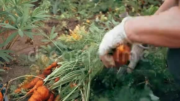 秋天的胡萝卜收获你自己的花园视频的预览图