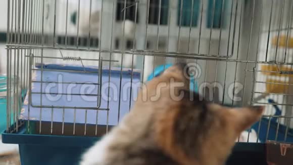 猫在笼子里抓到一只白色宠物老鼠慢动作视频猫在玩老鼠老鼠的搞笑视频视频的预览图