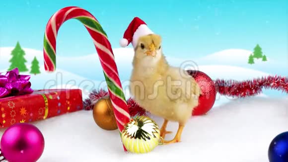 可爱的金色小公鸡与圣诞节装饰和雪视频的预览图
