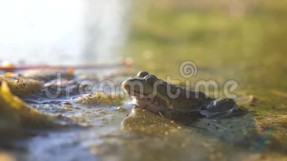 生活在沼泽里的池塘里的绿蛙拉娜埃斯古丽塔青蛙在水中对自然的影响野生动物概念视频的预览图