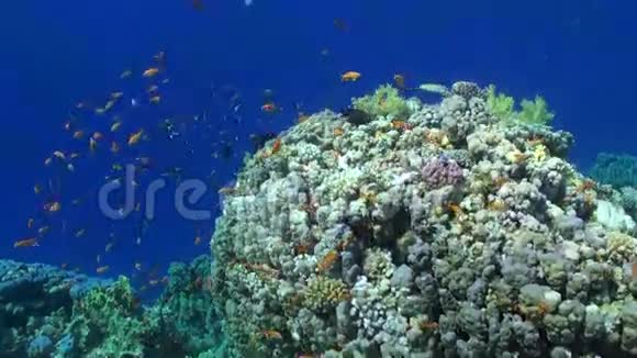 在红海的背景上五颜六色的鱼在水下形成鲜艳的绿色珊瑚视频的预览图
