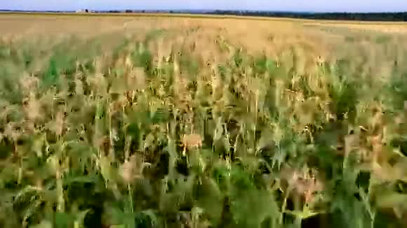 从玉米地飞到四架直升机视频的预览图