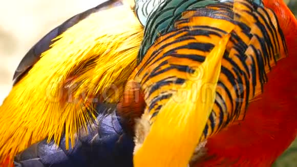 中国红金雉雄性壮美户外野野生外来鸟类的真实本性视频的预览图