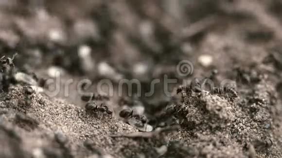 窝里的小蚂蚁视频的预览图