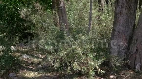 树木和草被击中视频的预览图