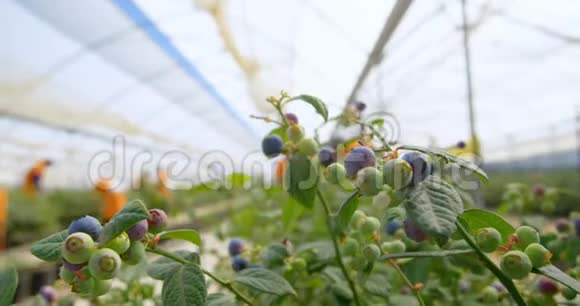 蓝莓农场4k的蓝莓植物视频的预览图
