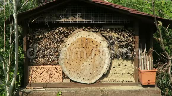 昆虫箱里的野蜂视频的预览图