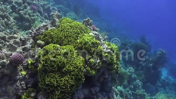 明亮的绿色珊瑚水下背景海洋景观在红海视频的预览图