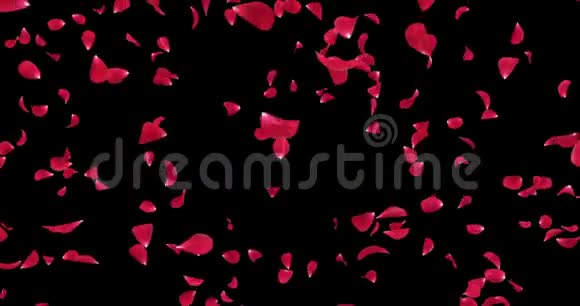 浪漫的淡红色玫瑰花瓣飘落背景阿尔法冰铜循环4k视频的预览图