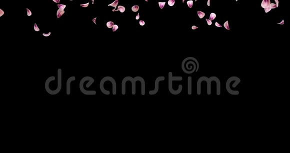 飞舞的浪漫粉红玫瑰花瓣飘落过渡阿尔法冰铜循环4k视频的预览图