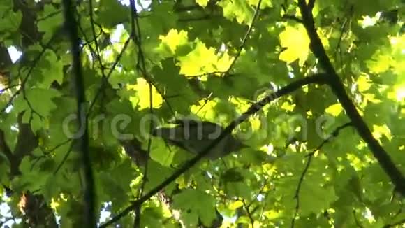 南丁格尔在树枝上唱歌视频的预览图
